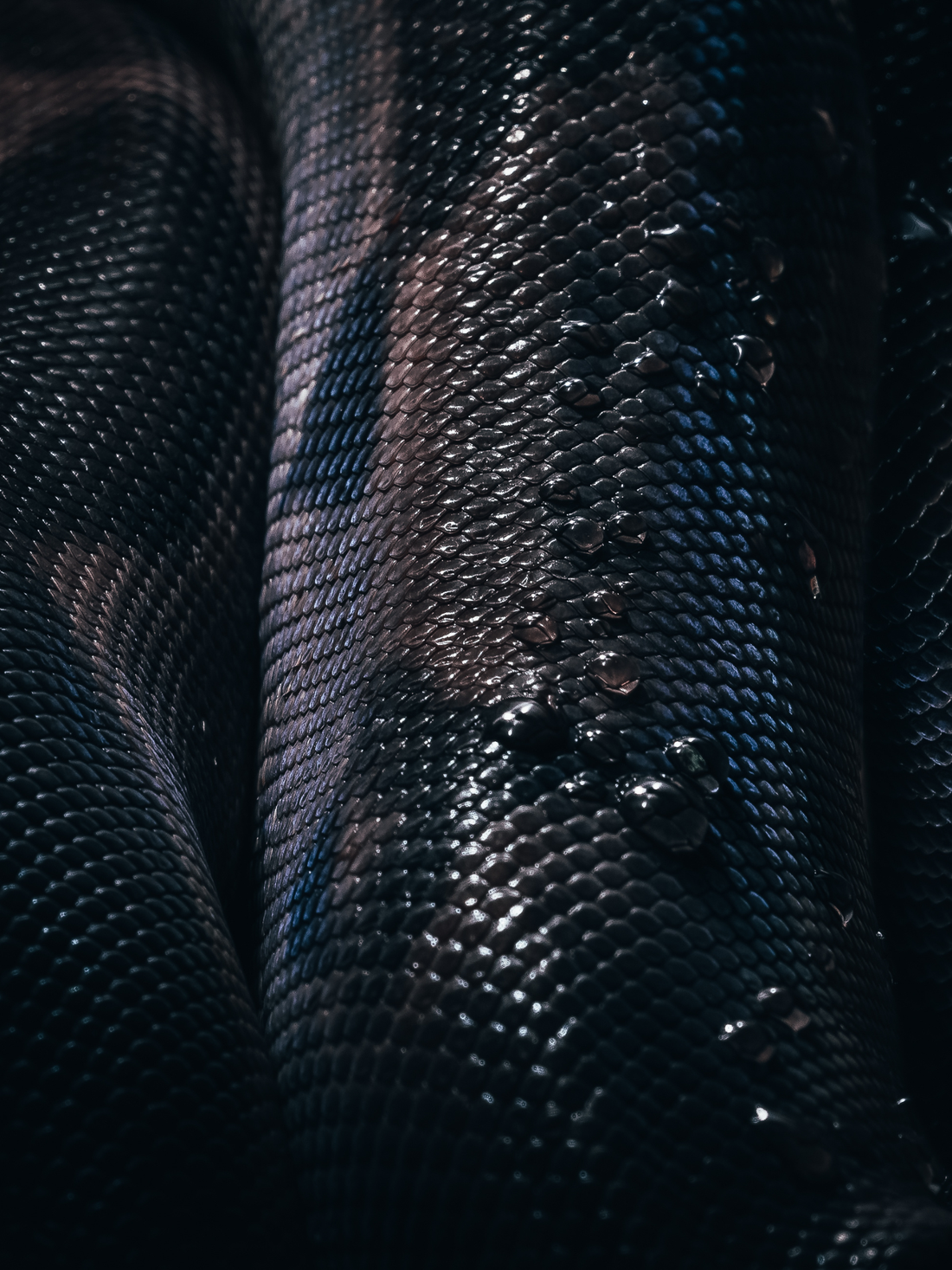 The Evolution of Skin