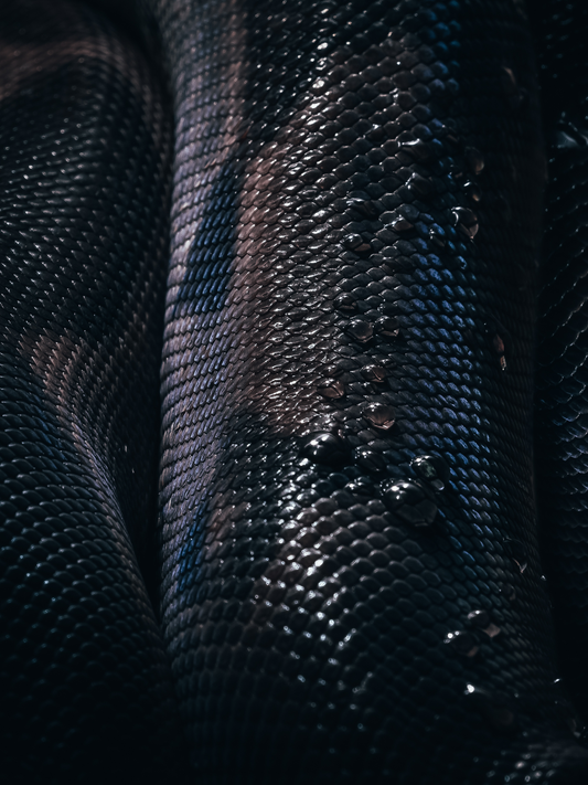 The Evolution of Skin